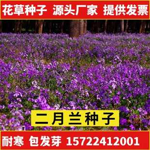 二月兰种子矮生耐寒工程耐阴秋季播种多年生绿化景观花卉种籽庭院