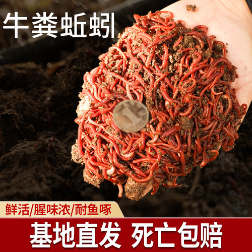 蚯蚓鲫鱼饵饵料活饵牛粪养殖散装