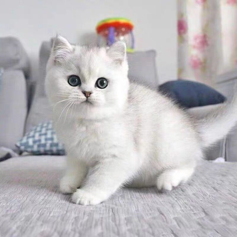 纯种银渐层猫幼猫活体英短猫矮脚猫银点小猫宠物猫咪活物