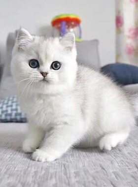 纯种银渐层猫幼猫活体英短猫矮脚猫银点小猫宠物猫咪活物