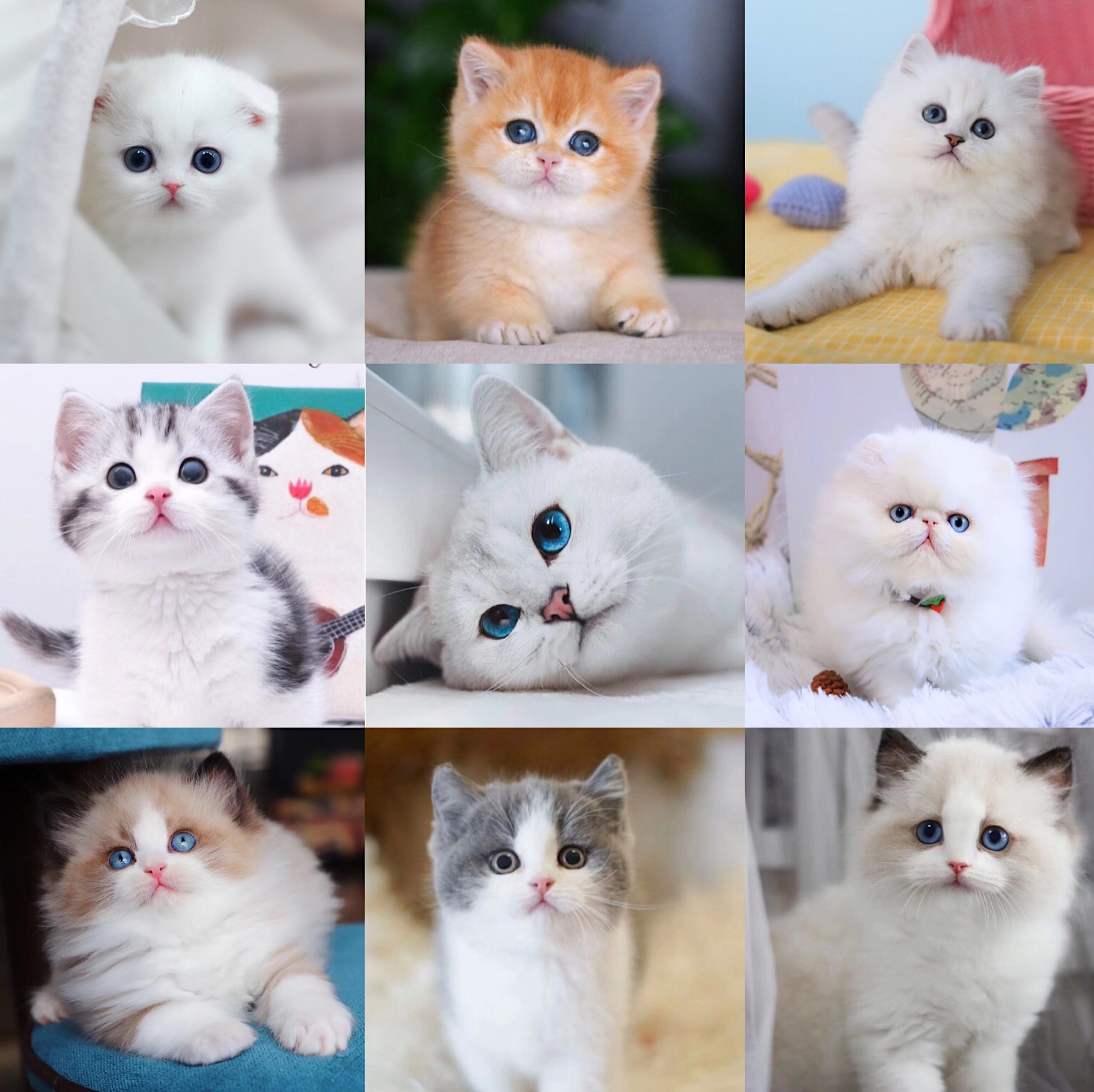 纯种银渐层猫幼猫活体英短猫矮脚曼基康猫银点小猫宠物猫咪活物