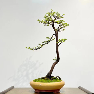 山格木盆景稀有名贵植物树种岭南盆景文人素材四季长青一图一物