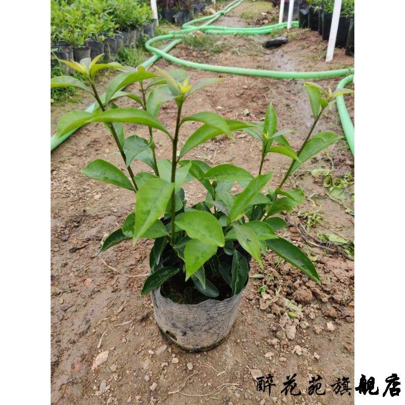 双色茉莉花苗开花浓香虎头鸳鸯茉莉花香甜13~20cm不含盆