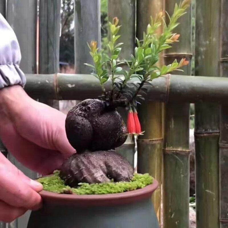 江影清腾冲红花米叶五翅莓盆景熟桩赏花赏叶赏坨坨办公室室内外.