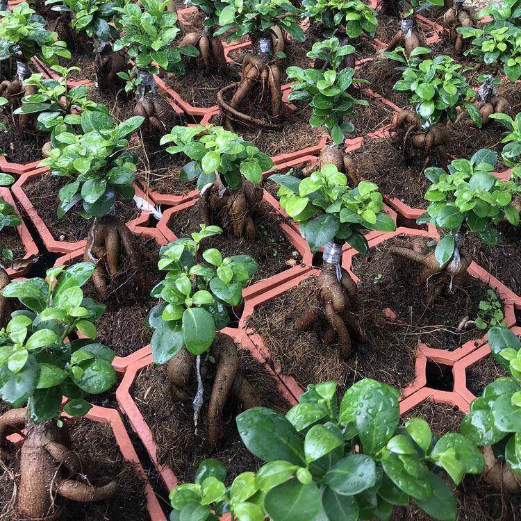 卉8字金钱树盆栽室外参榕植物大型花绿植老根阳台人榕har树盆景老