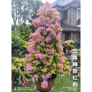 粉红豹三角梅嫁接苗室内外开花植物4季开花一物一拍