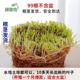 净化培植花摆件室内盆栽号铜钱大四季 常青 草水草创意铜钱绿植养