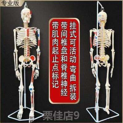 骨架模型45人体全身170cm*成人骨骼85骷髅教学人体模型小白脊椎