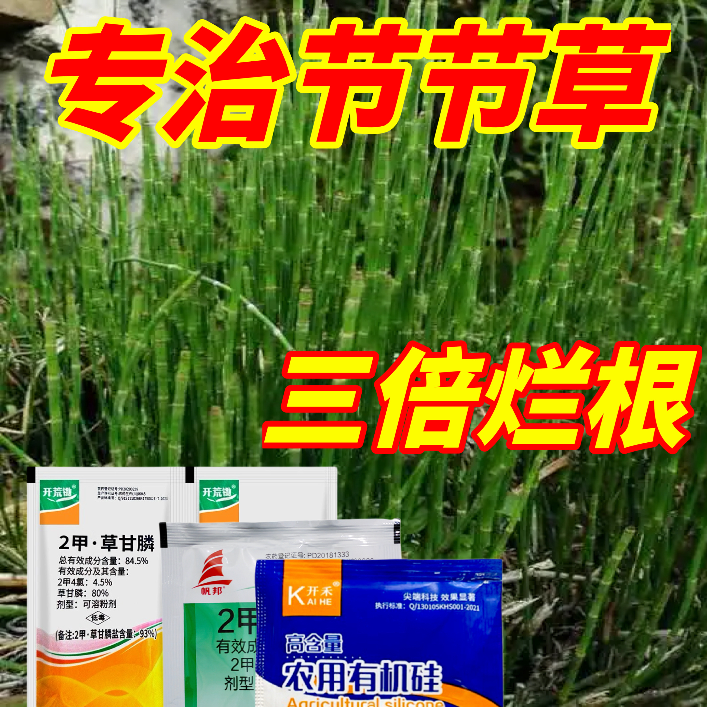 专杀节节草克星除草烂根剂农药笔管草除草剂节骨草笔杆草死根正品