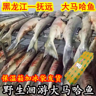 大马哈鱼整条鲜鱼冷冻黑龙江抚远东北特产马哈鱼新鲜速冻大马哈鱼