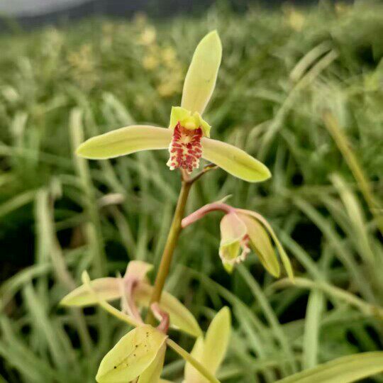 兰花草随州惠兰九节兰开花一串串颜色漂亮花浓香四季都好养