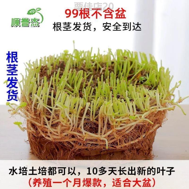 绿植花器房间常青家居金钱草[花卉家庭客厅水仙净化栽花水养