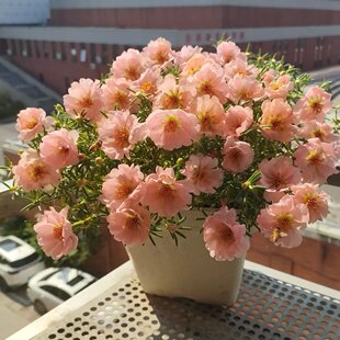 石头缝里也能撒 一年四季有花看 太阳花又名波斯菊室内外阳台庭院