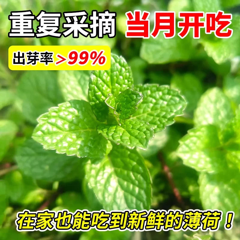 家里有空花盆的，别浪费了，一定要种一点这个食用薄荷花净化空气
