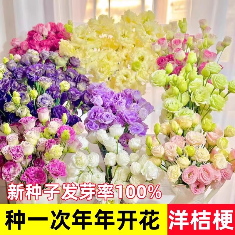 重瓣洋桔梗花四季播种易活当年开花花卉种孑庭院室外太阳花种籽子