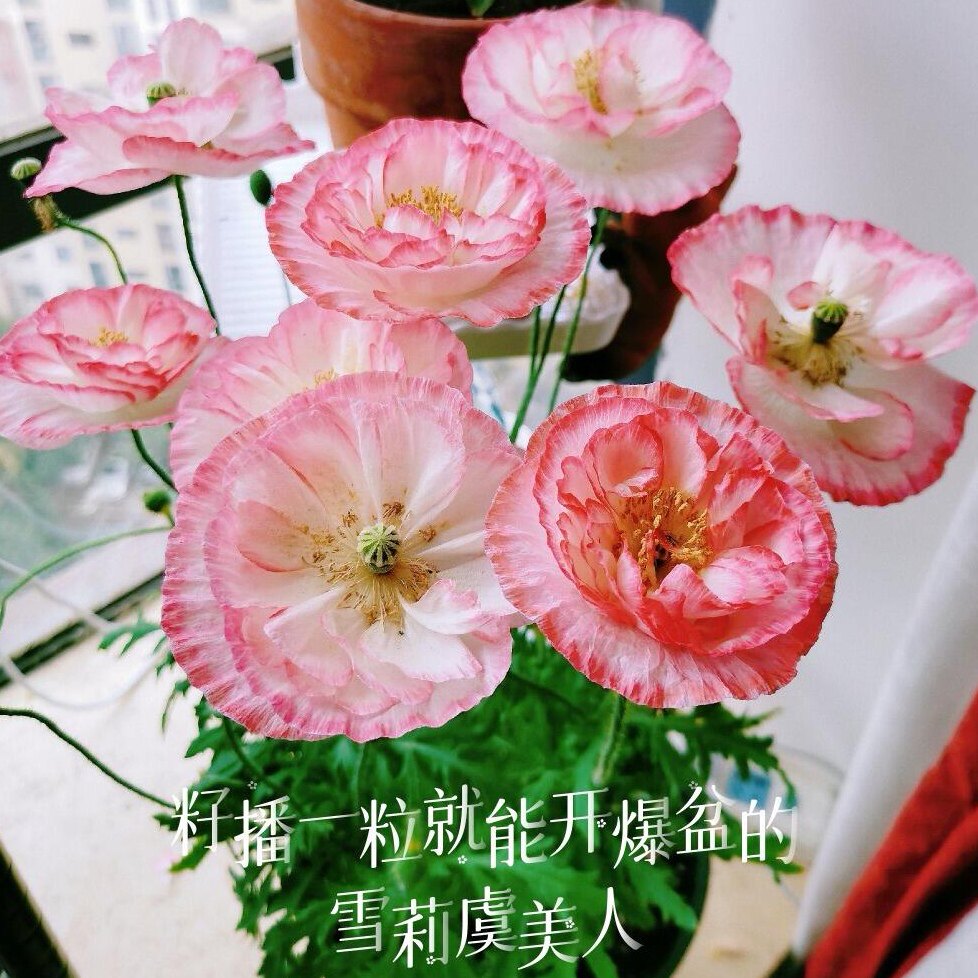 为了年年有花赏，现在就可以播种虞美人花，它开花很好看净化空气图片