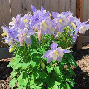 石头缝里也能撒 一年四季有花看 猫爪花又名耧斗菜幸福花花期长久
