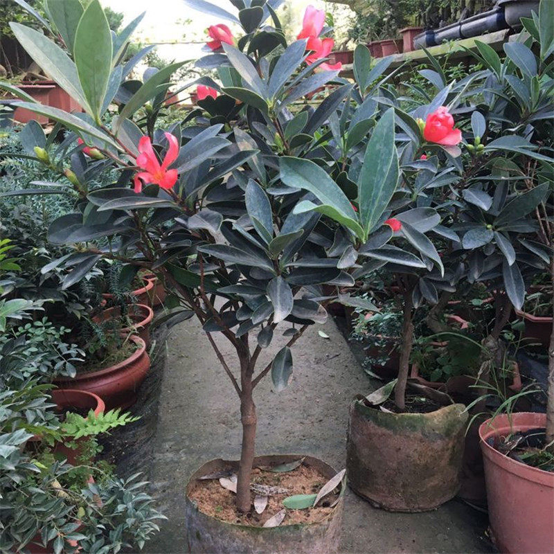 四季杜鹃红山茶花盆栽大苗四季带花苞名贵高档庭院花园开花绿植物