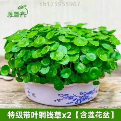 大小绿植植物养招财号栽花草水仙卧室园艺花卉铜钱好养室内盆栽#