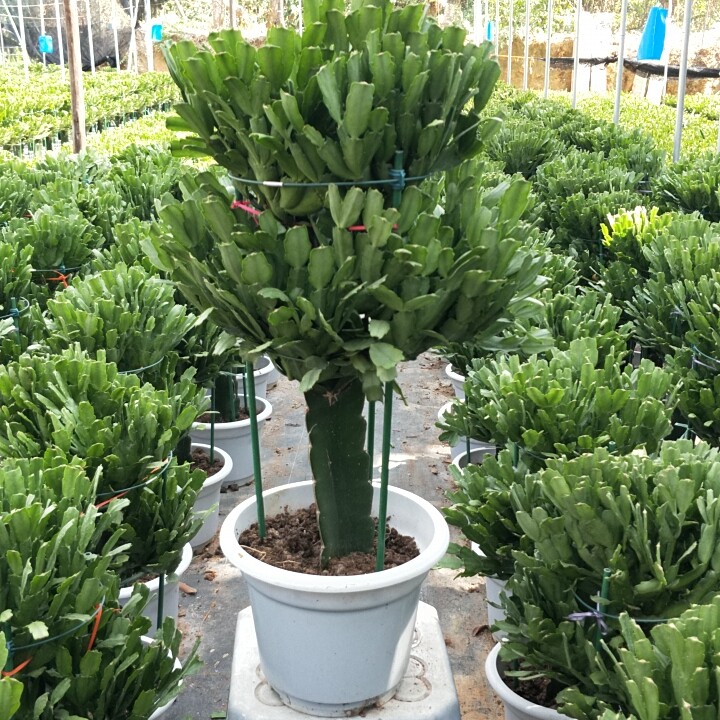 龙骨嫁接蟹爪兰二层室内散光养护