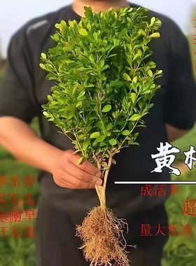 小叶黄杨瓜子苗庭院绿篱树苗黄杨球苗独杆黄杨树苗大叶黄杨冬青苗