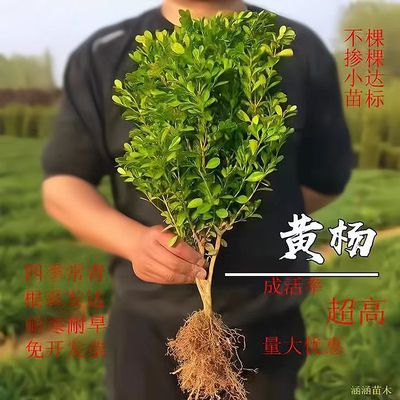 四季常青小叶瓜子黄杨美庭院花坛