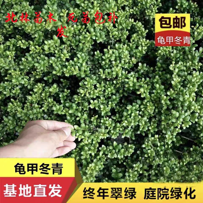 庭院绿化龟甲龟甲冬青庭院
