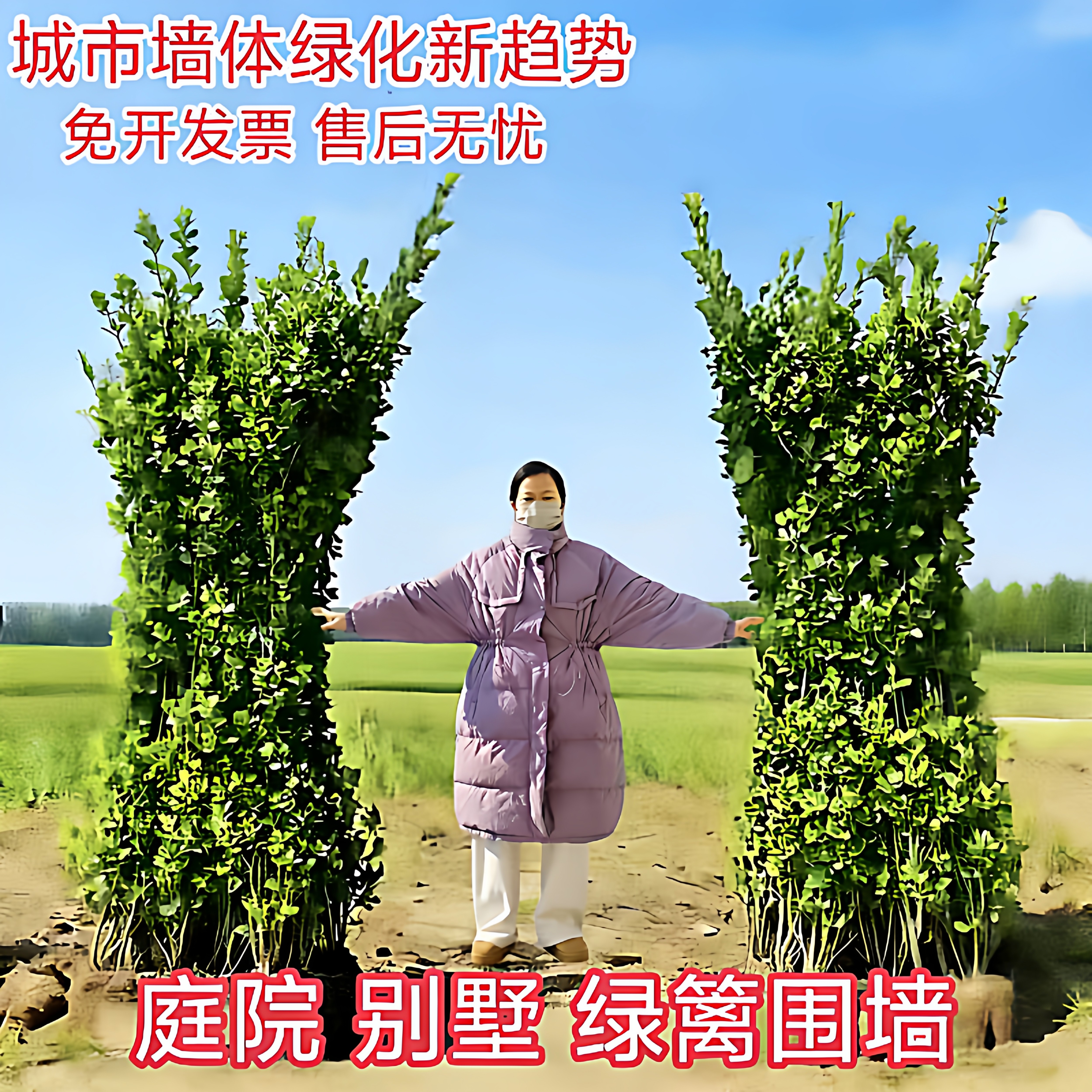 北海道大叶黄杨树苗 庭院围墙绿篱冬青苗 工程绿化四季常青不落叶