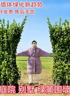 北海道大叶黄杨丛生绿篱苗