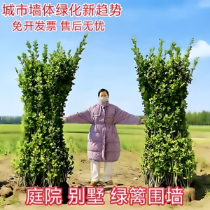 北海道大叶黄杨丛生绿篱苗