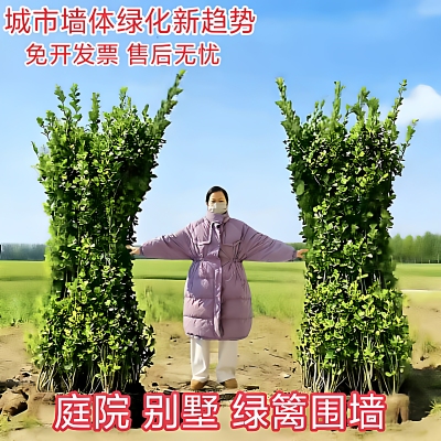 北海道大叶黄杨丛生绿篱苗