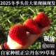 3斤装 新鲜大草莓丹东99草莓东港牛奶九九草莓久久奶油红颜马家岗