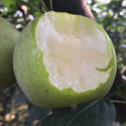 湖北绿皮翠冠梨3/4.5斤 植物君优选新鲜水果甜梨子冷藏削皮更好吃