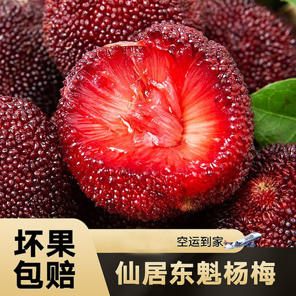 浙江仙居东魁杨梅 新鲜树熟自然甜杨梅 肉厚汁甜大颗粒 空运直达