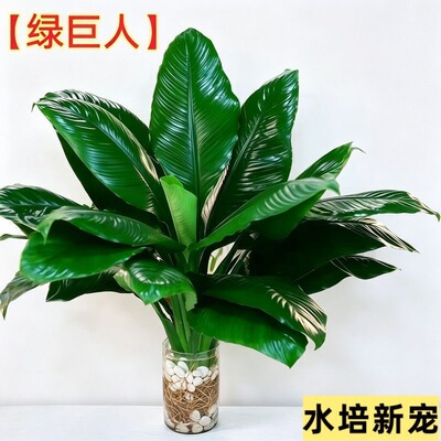 水培室内绿巨人客厅好养万年青植物老桩绿植盆栽室内摆件观叶大号