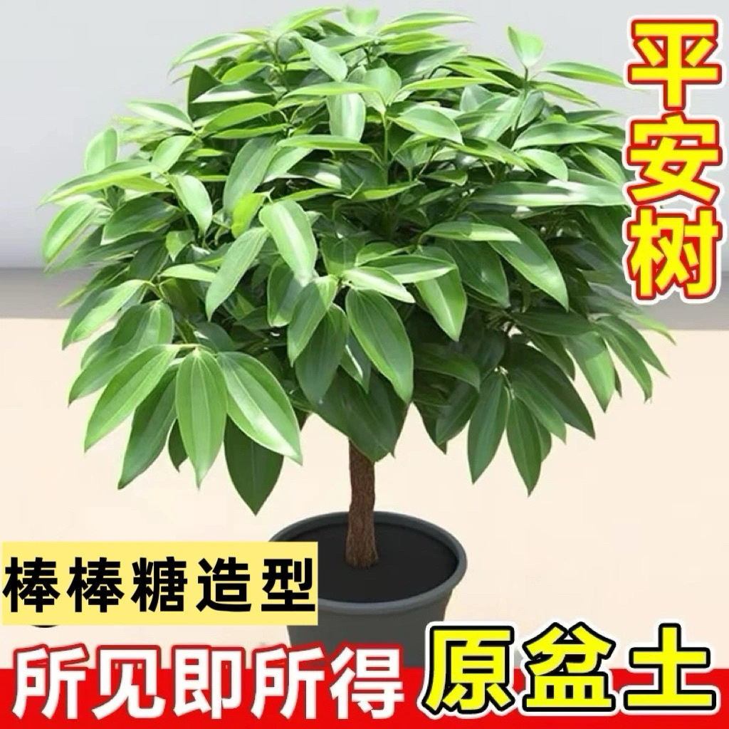大型客厅植物盆栽四季常青绿吸平安甲醛室内树苗植盆景树办公室