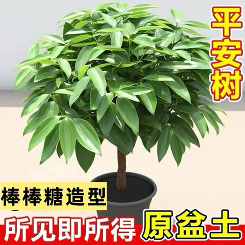 大型客厅植物盆栽四季常青绿吸平安甲醛室内树苗植盆景树办公室