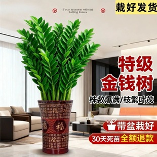 金钱树陶瓷大棵特大号室内花卉客厅四季常青养绿植办公室乔迁送礼