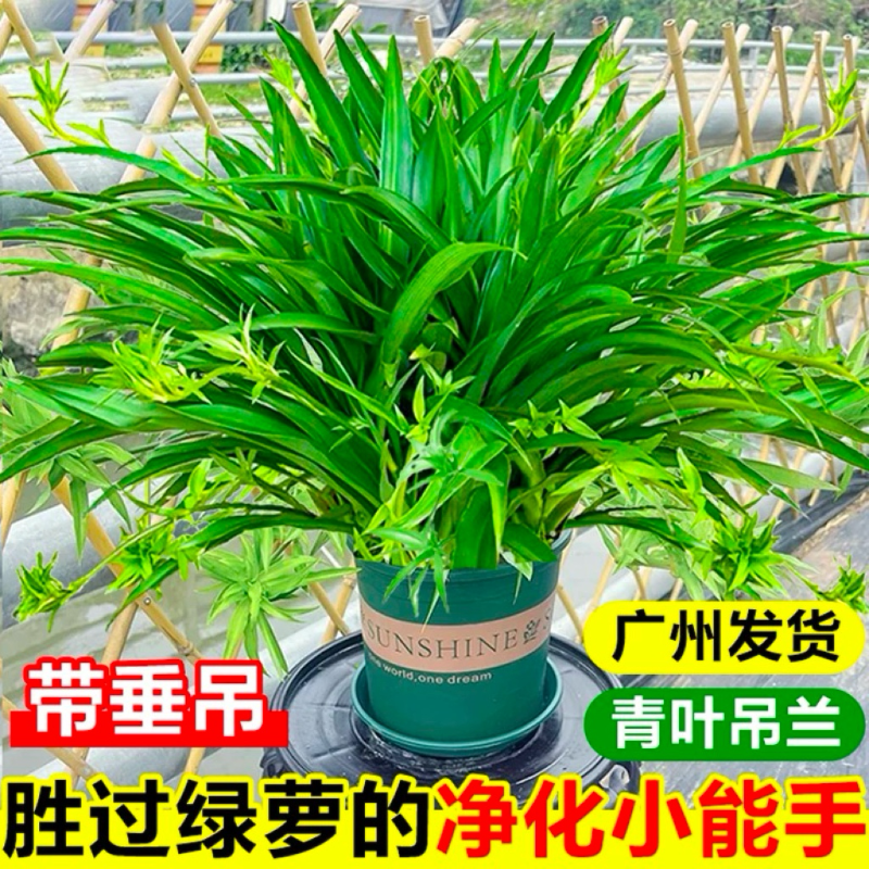 青叶吊兰盆栽大盆金边吊兰垂吊带藤室内办公室绿植净化空气吸甲醛