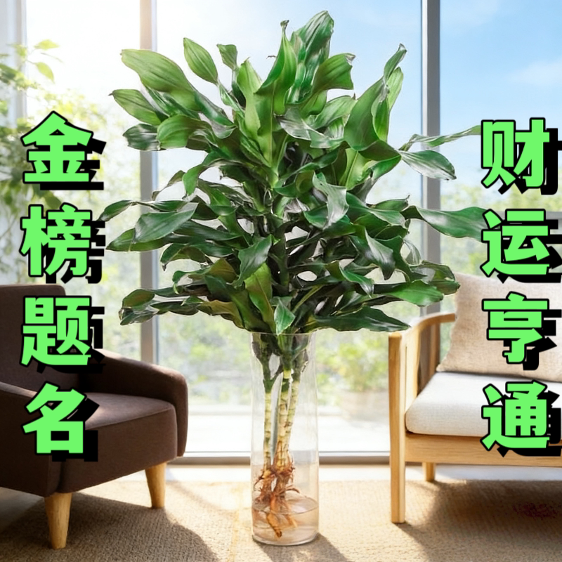 招财螺纹铁富贵竹植物绿萝客厅水培四季常青花卉净化室内盆栽空气