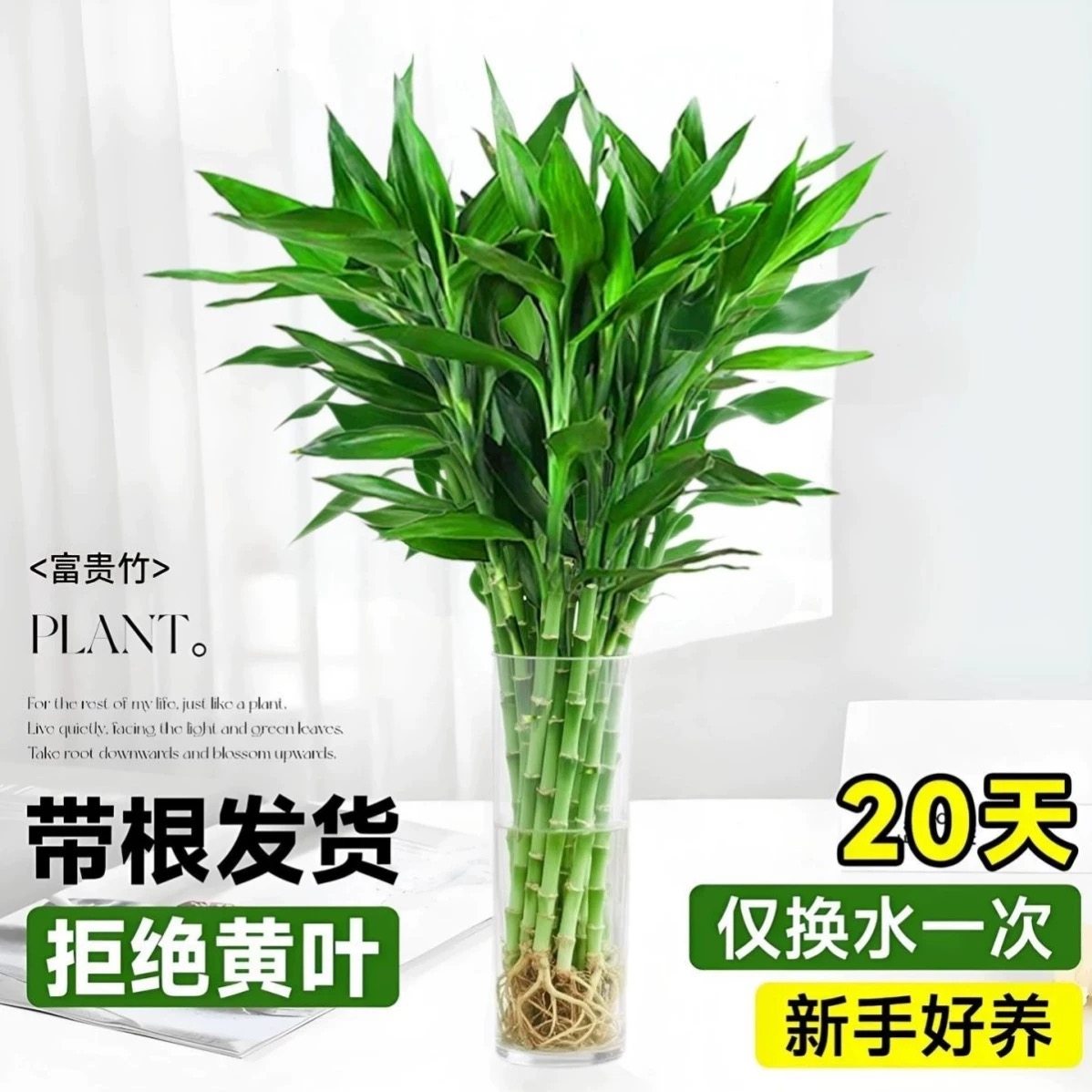 带根富贵竹水培植物水养粗杆发财带根转运竹子花卉盆栽室内客绿植