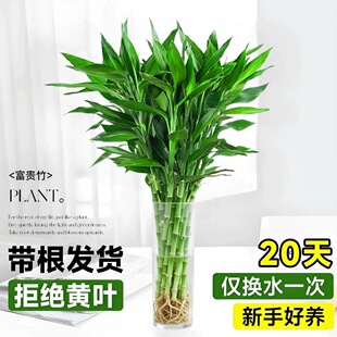 带根富贵竹水培植物水养粗杆发财带根转运竹子花卉盆栽室内客绿植