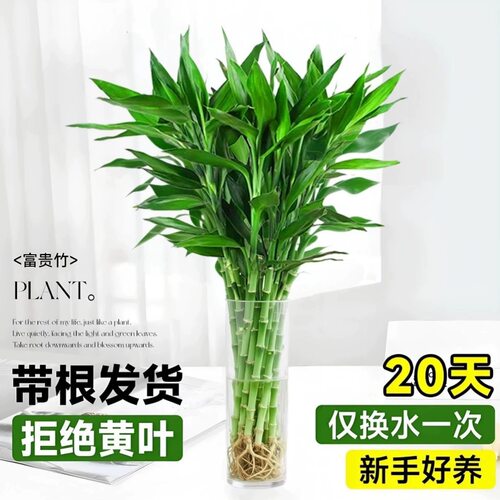 带根富贵竹水培植物水养粗杆发财带根转运竹子花卉盆栽室内客绿植