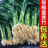 带根富贵竹水培植物水养粗杆发财带根转运竹子花卉盆栽室内客绿植