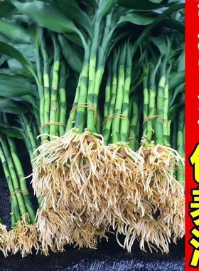 带根富贵竹水培植物水养粗杆发财带根转运竹子花卉盆栽室内客绿植