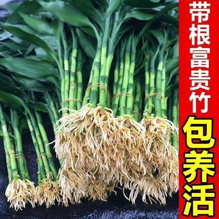 带根富贵竹水培植物水养粗杆发财带根转运竹子花卉盆栽室内客绿植