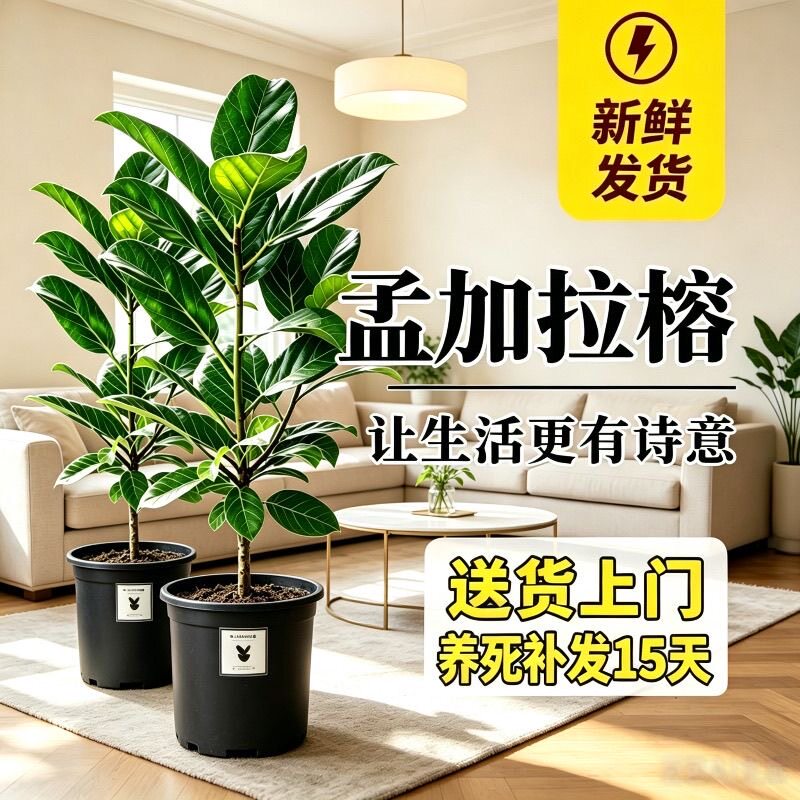 孟加拉琴叶榕黄金盆栽大型室内北欧植物观叶老桩懒人好养客厅绿植