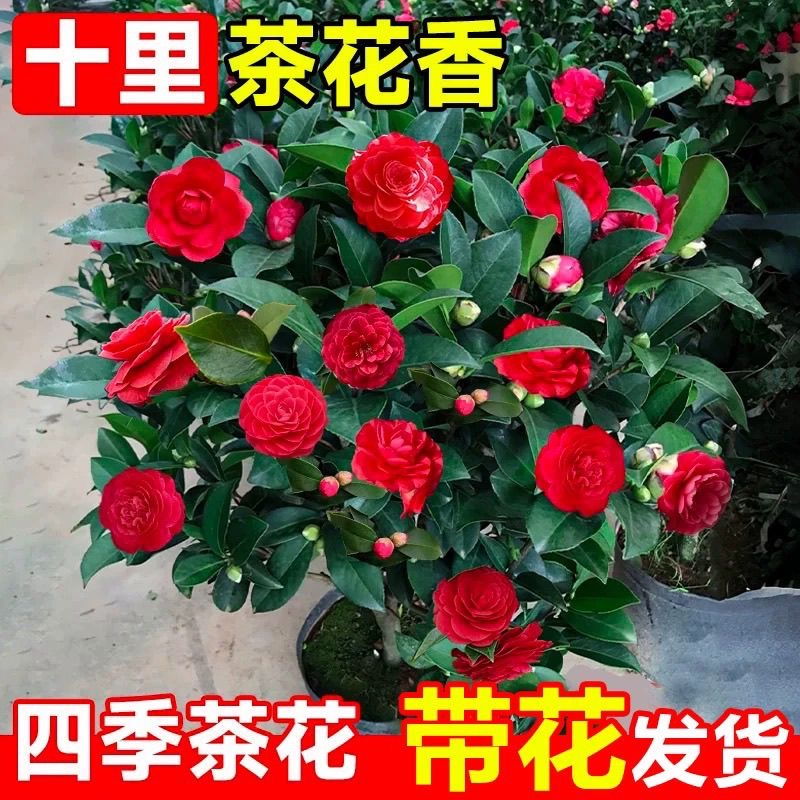 赤丹红茶花盆栽树苗带花苞室内花卉四季阳台绿植摆件山茶植物花卉