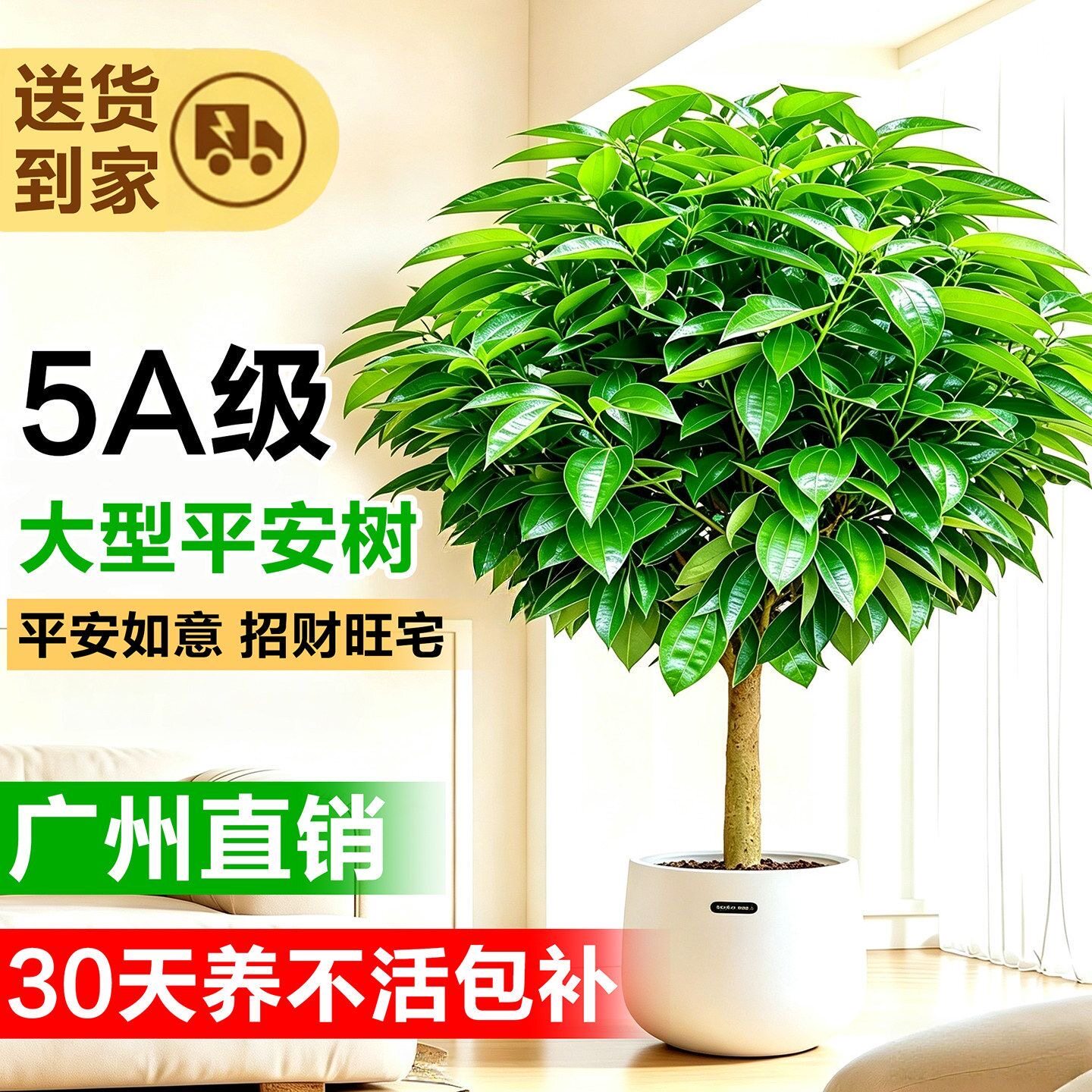 大型平安幸福树客厅植物盆栽四季常青室内开业送礼绿植盆景办公室