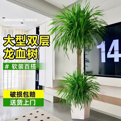 双层龙血树龙须树办公室内落地客厅造型乔迁送礼别墅大型绿植盆景